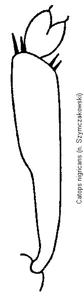 catops_nigricans_vschn.gif
