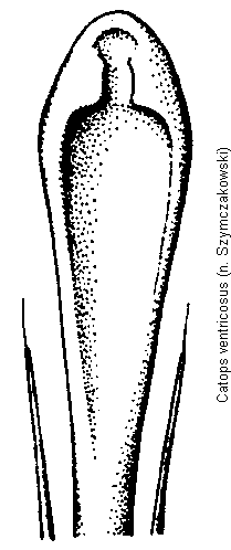 catops_ventricosus.gif