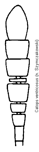 catops_ventricosus_f.gif