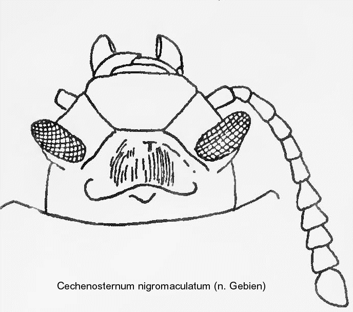 cechenosternum_nigromaculatum_kopf.gif
