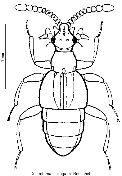 centrotoma_lucifuga_hab.gif