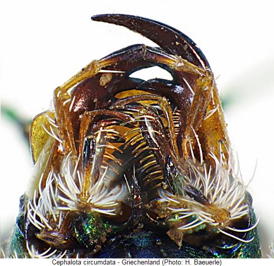 cephalota_circumdata_k.jpg