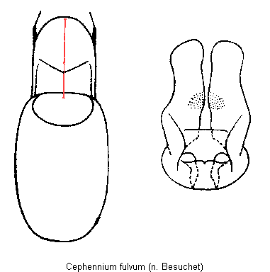 cephennium_fulvum.gif