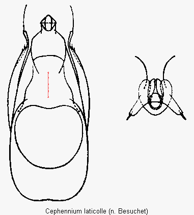 cephennium_laticolle.gif