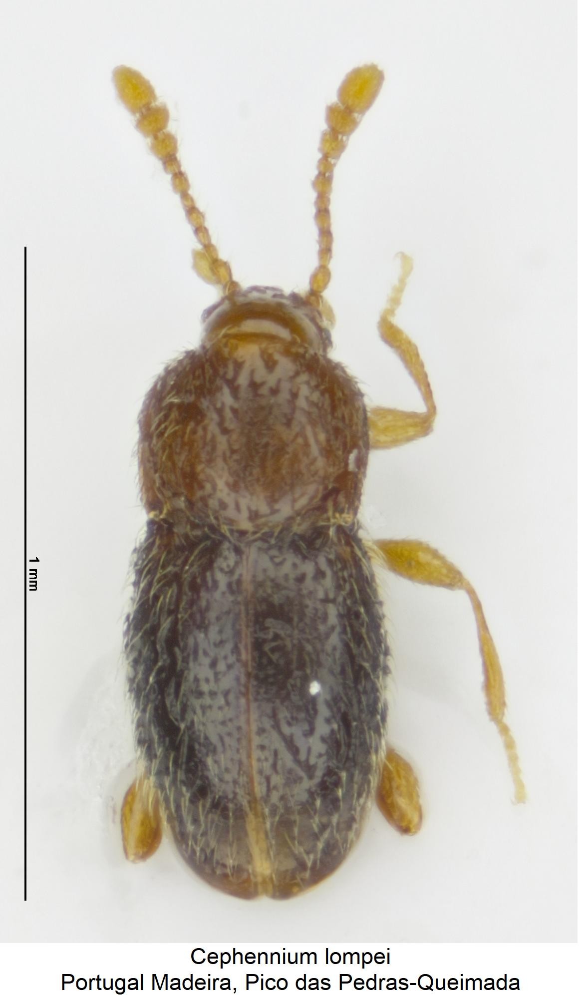 cephennium_lompei_hab.jpg