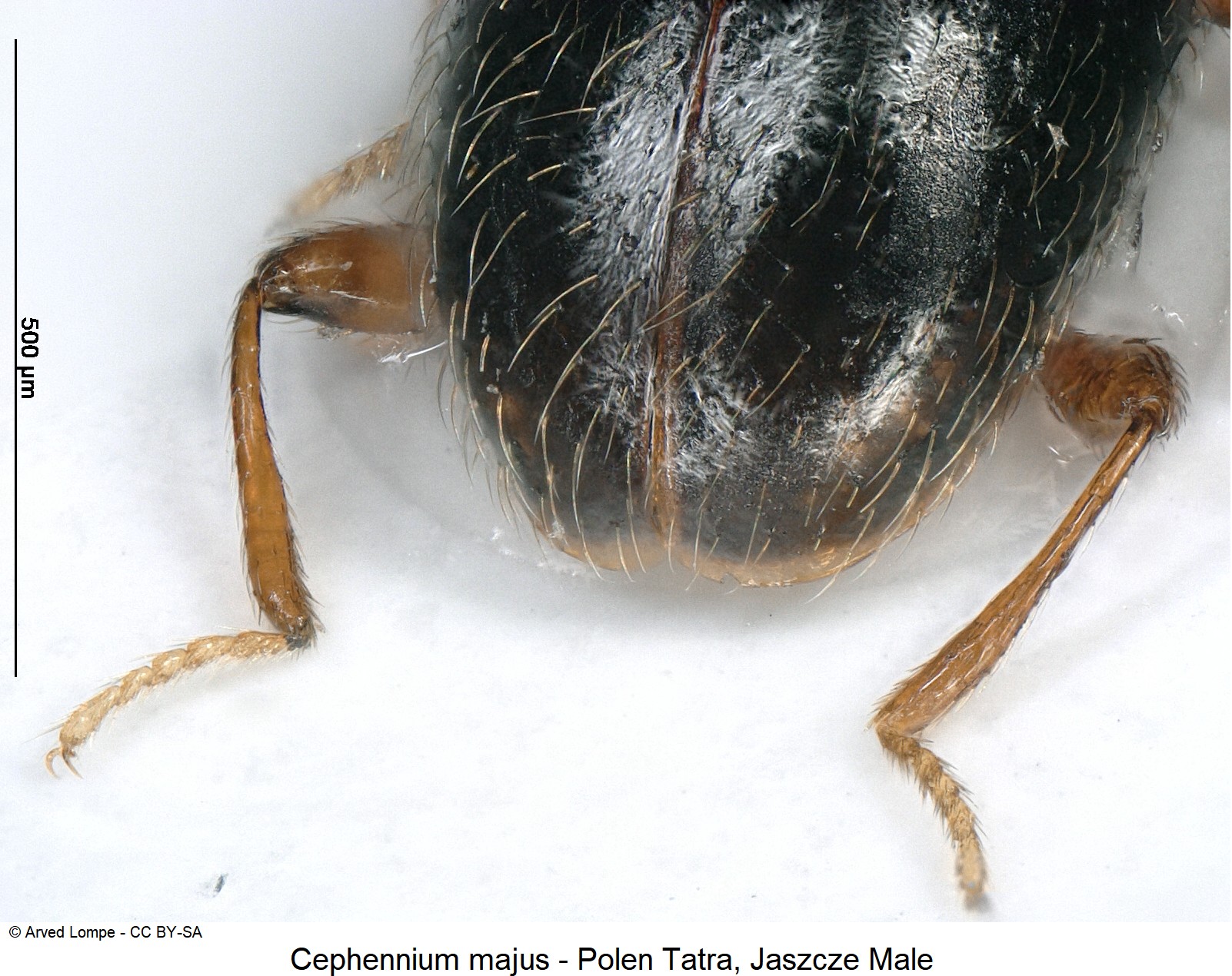 cephennium_majus_ck33276409_dec.jpg