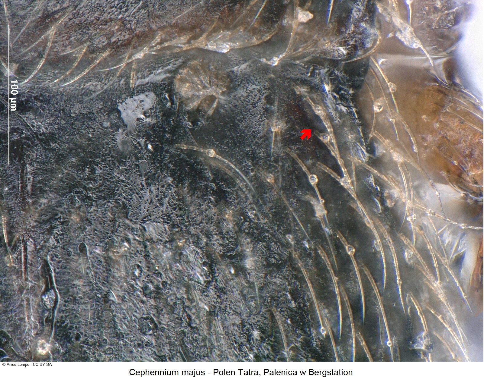 cephennium_majus_ck34541700_hum.jpg