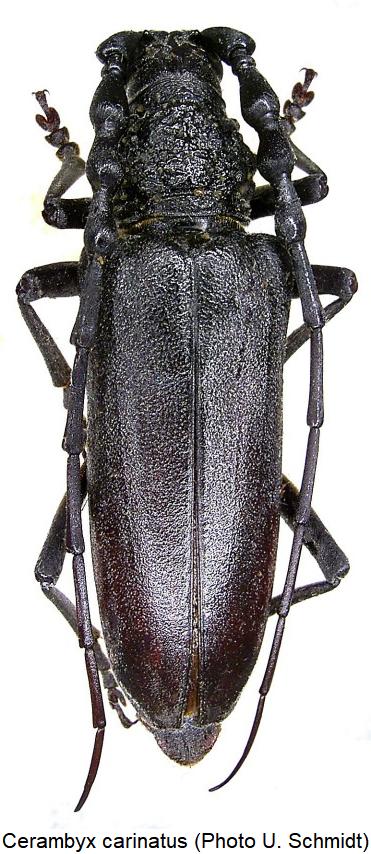 cerambyx_carinatus_hab1.jpg
