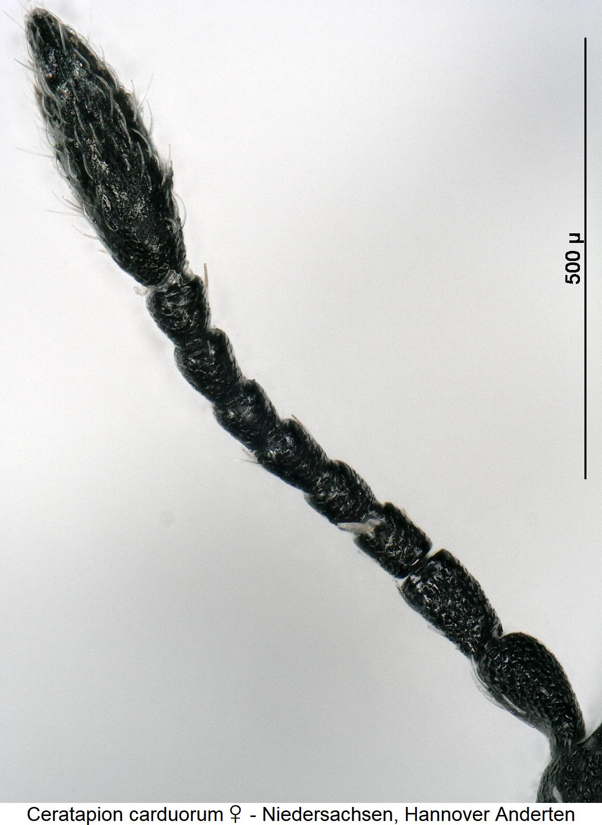 ceratapion_carduorum_w_f.jpg