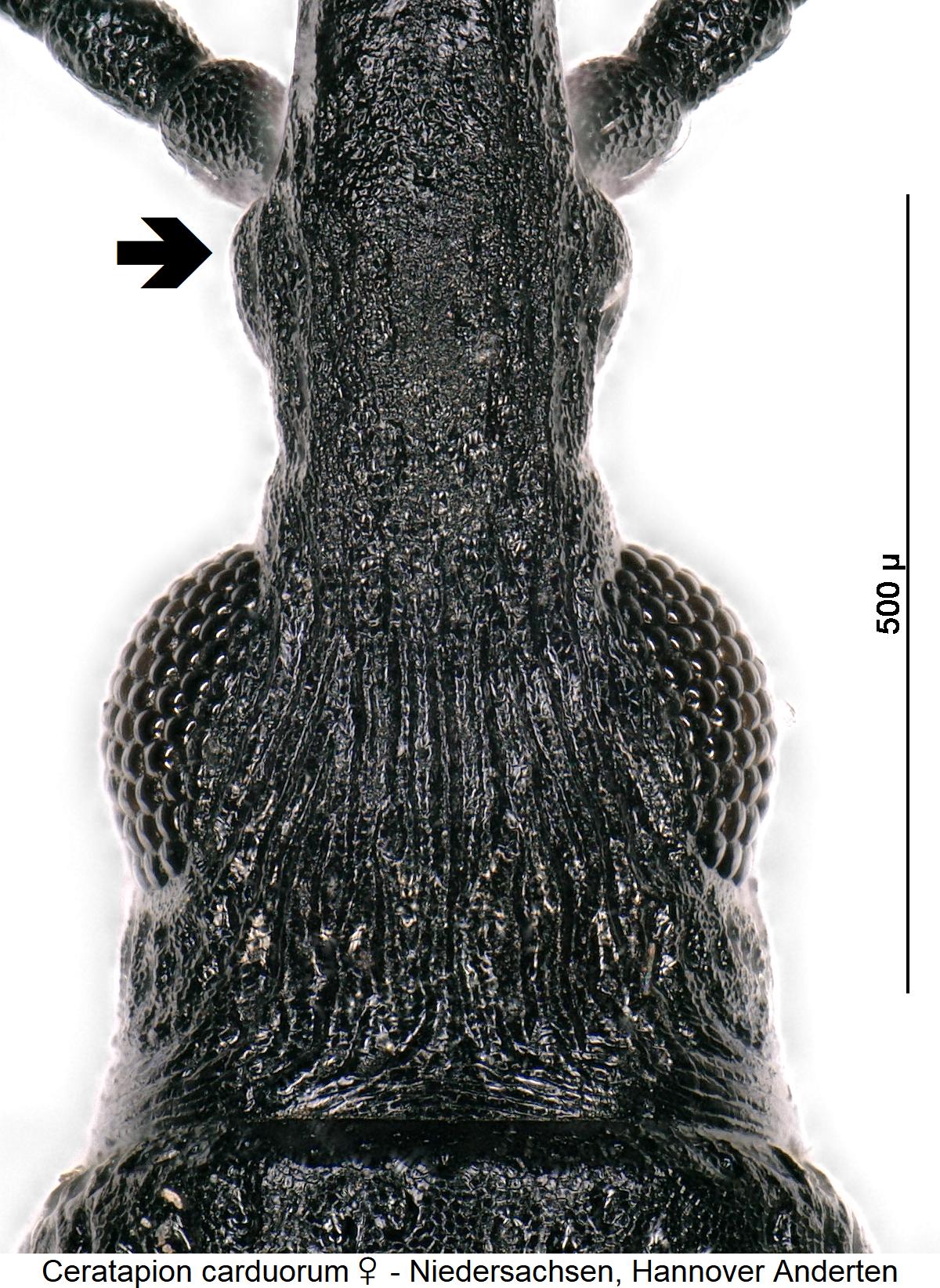 ceratapion_carduorum_w_k.jpg