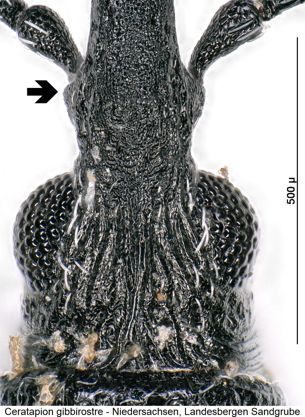 ceratapion_gibbirostre_k.jpg