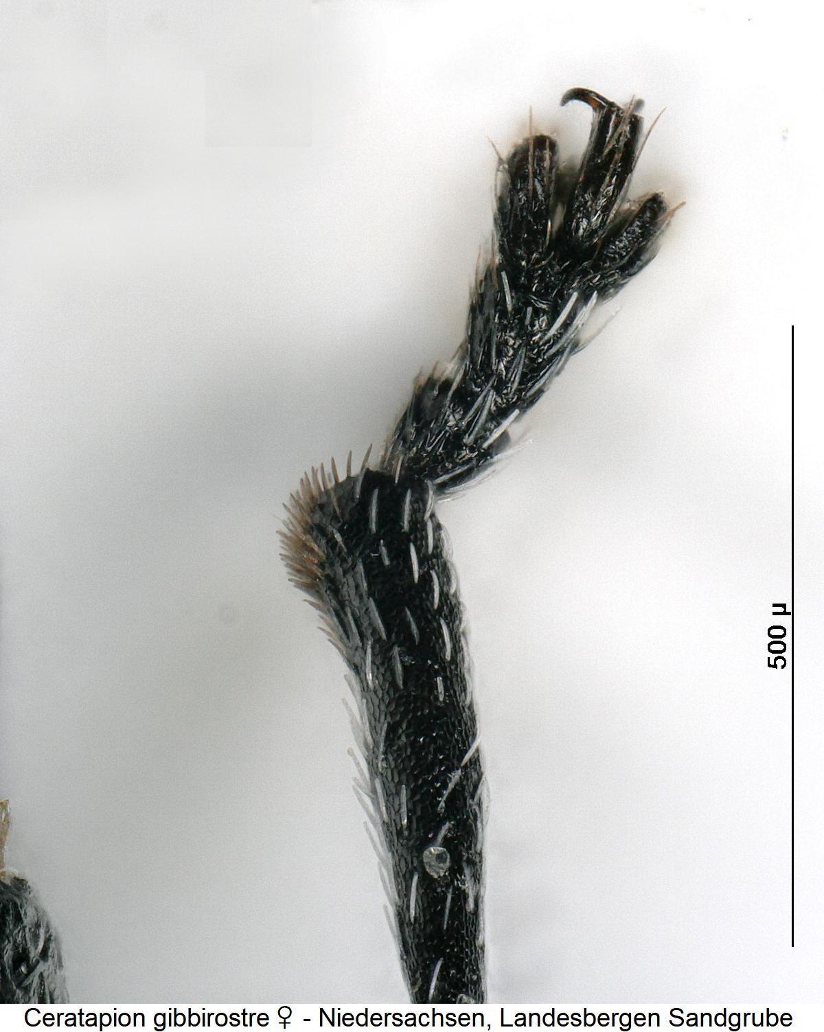 ceratapion_gibbirostre_w_vtr.jpg