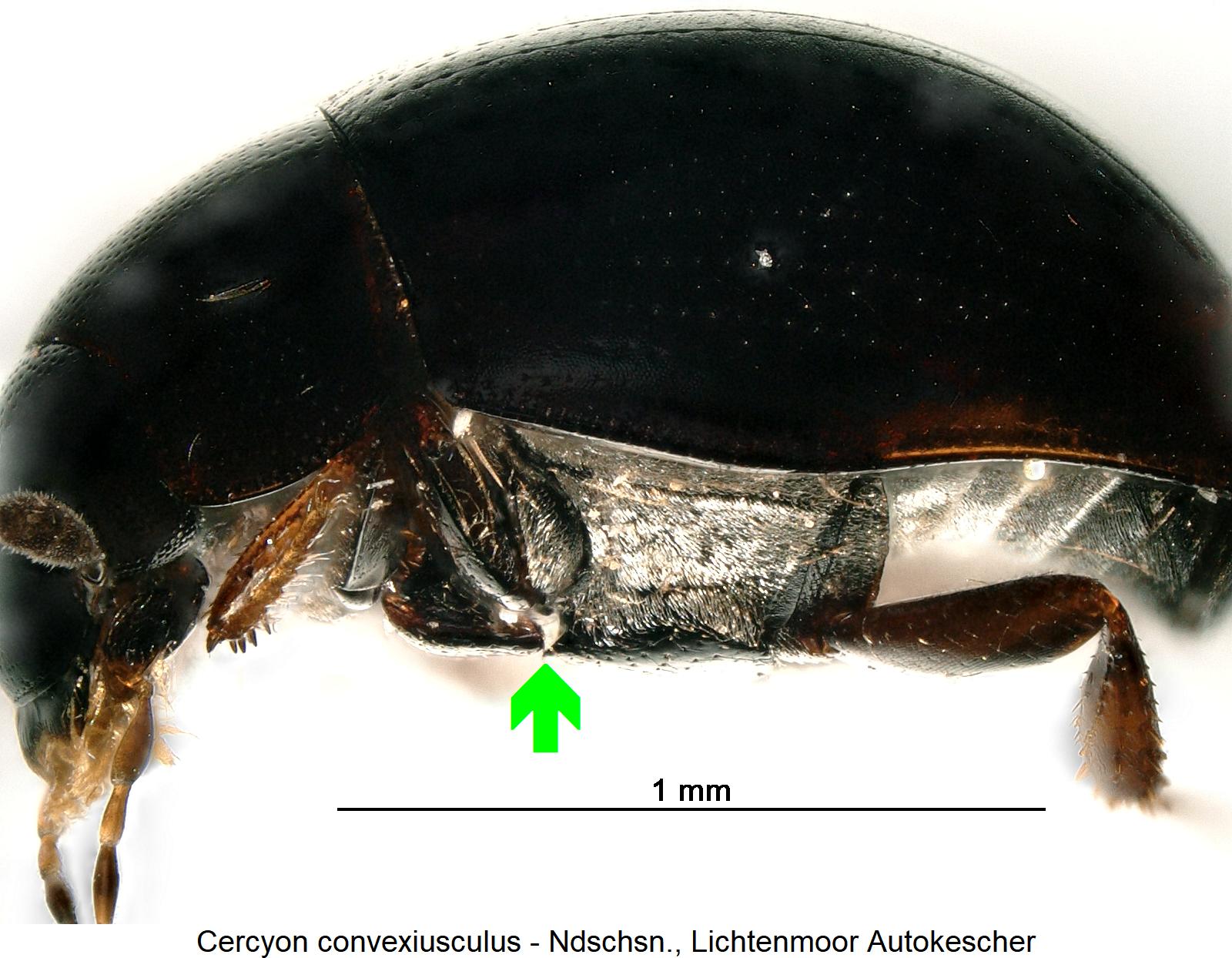 cercyon_convexiusculus_sa.jpg