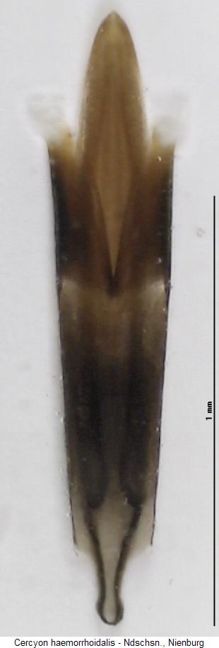 cercyon_haemorrhoidalis.jpg
