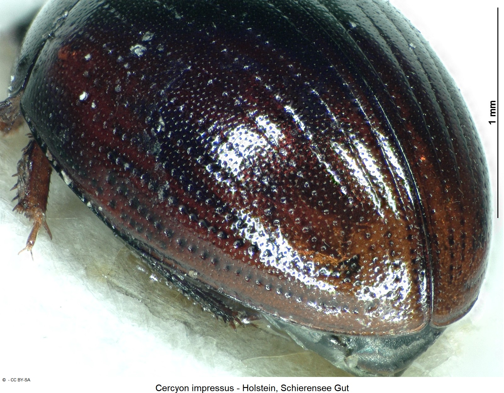cercyon_impressus_ck3141_fld.jpg