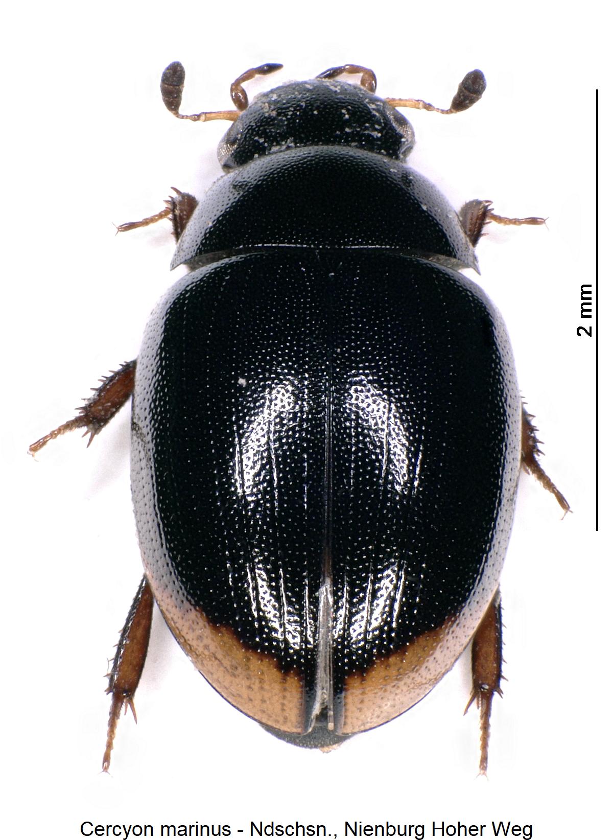 cercyon_marinus_os.jpg