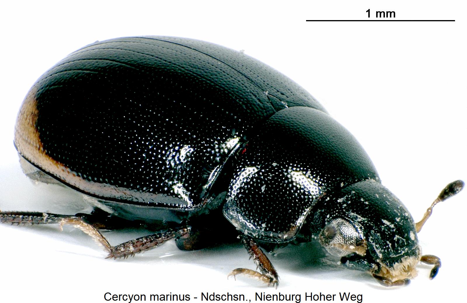 cercyon_marinus_sa.jpg