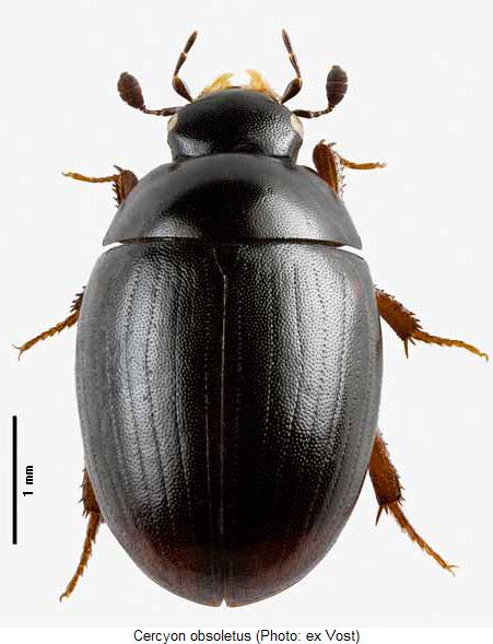 cercyon_obsoletus_hab.jpg