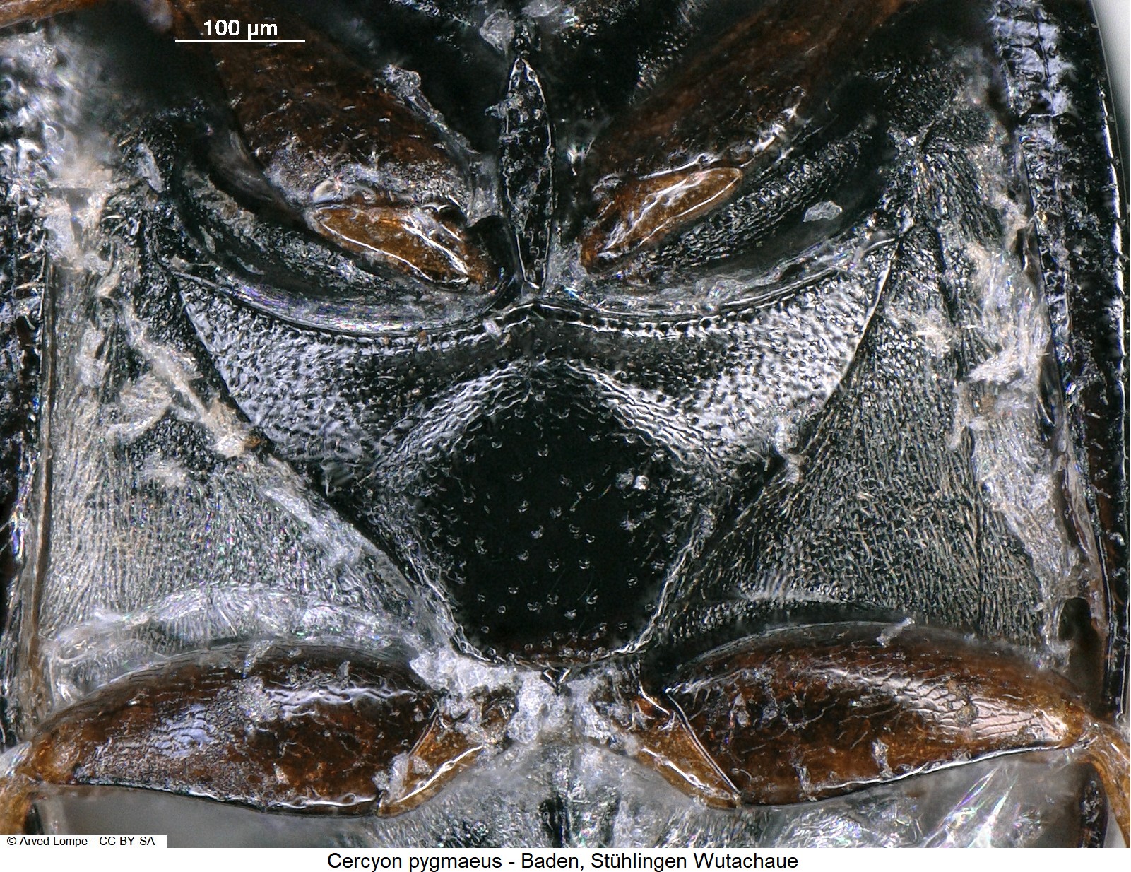 cercyon_pygmaeus_ck29356533_hbr.jpg