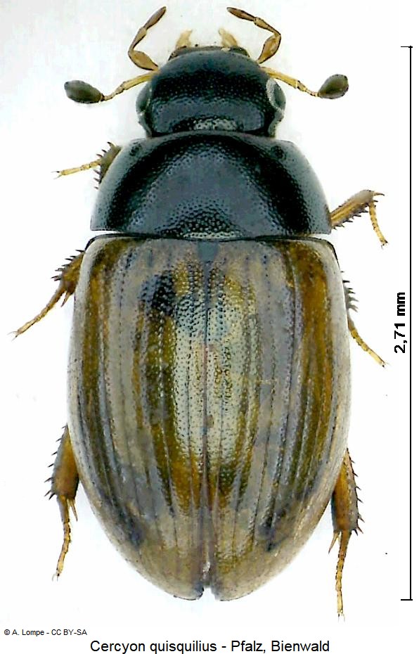 cercyon_quisquilius_hab.jpg