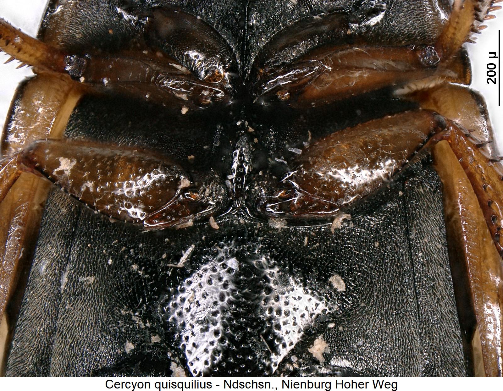 cercyon_quisquilius_mbr.jpg