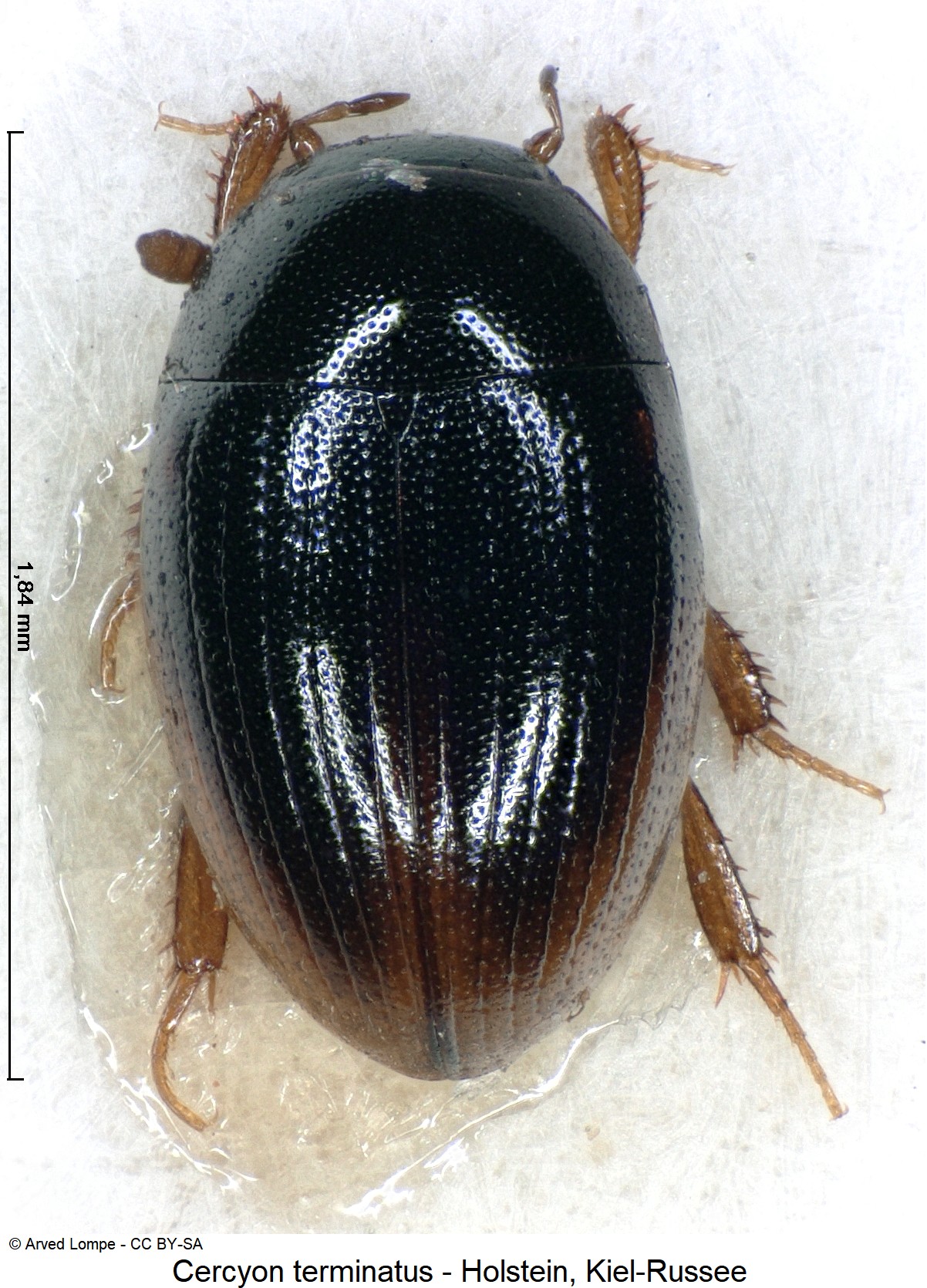 cercyon_terminatus_ck3181_hab.jpg
