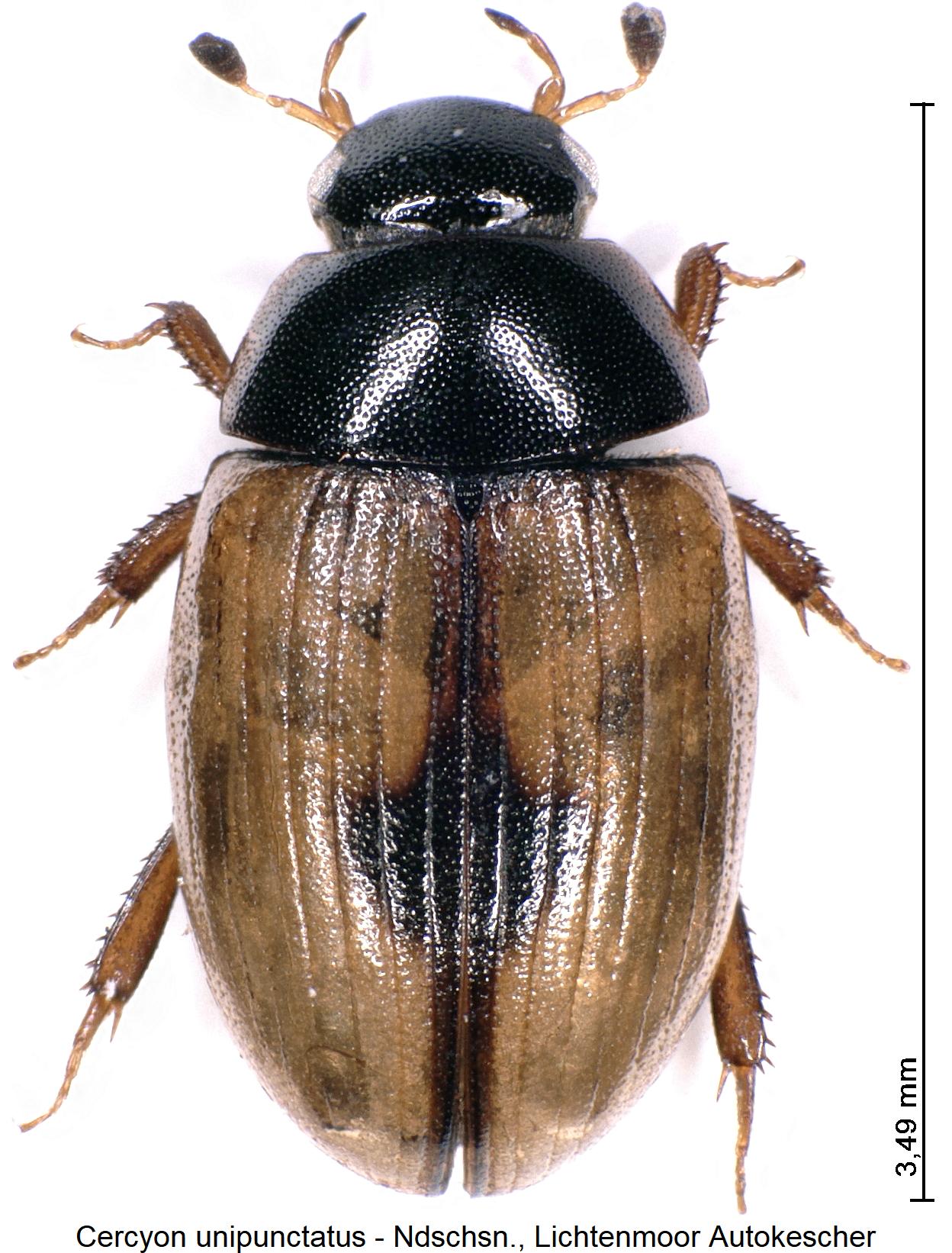 cercyon_unipunctatus_hab1.jpg