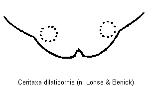 ceritaxa_dilaticornis_ter.gif