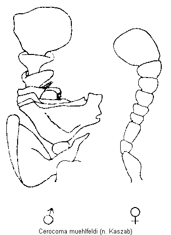 cerocoma_muehlfeldi_f.gif