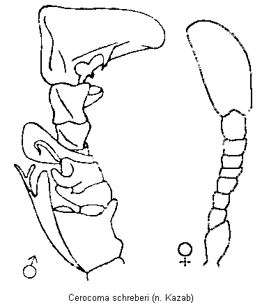 cerocoma_schreberi_f.gif