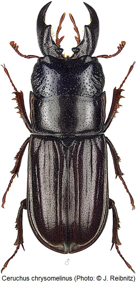 ceruchus_chrysomelinus_m_rbn.jpg