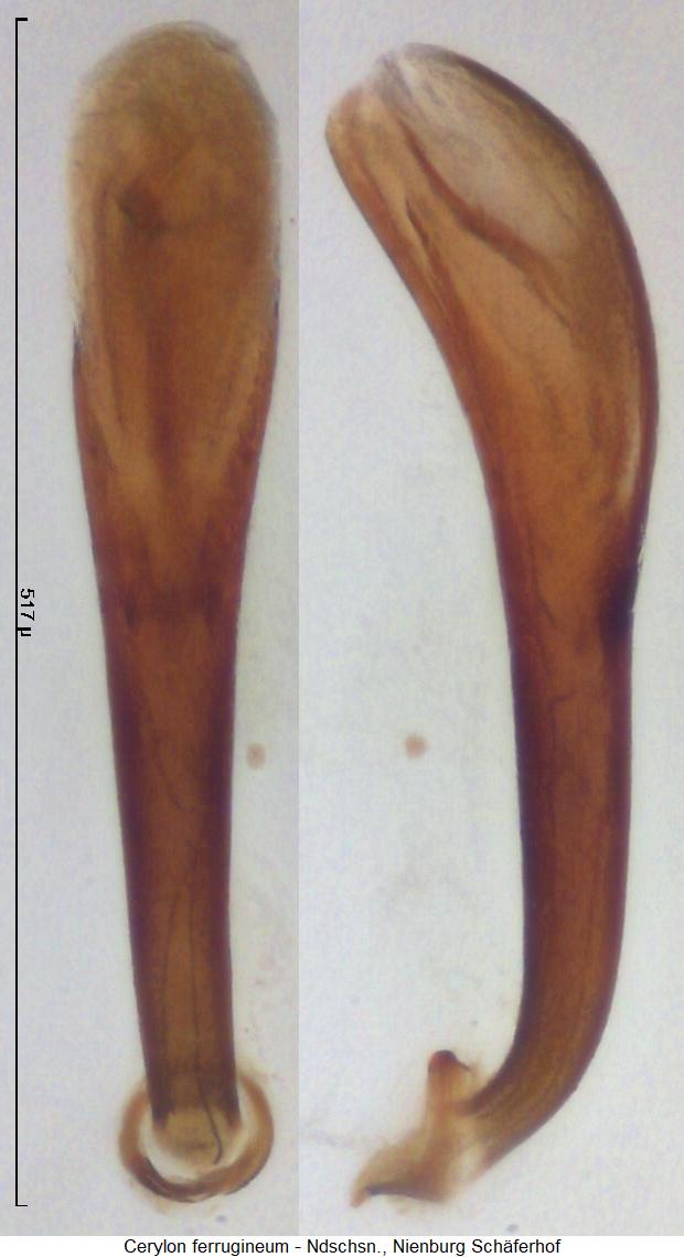 cerylon_ferrugineum.jpg