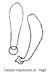 cerylon_impressum.gif
