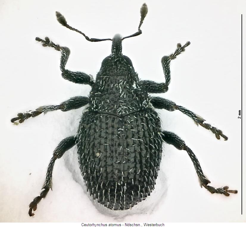 ceutorhynchus_atomus_hab.jpg