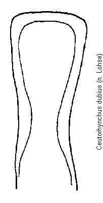 ceutorhynchus_dubius.gif