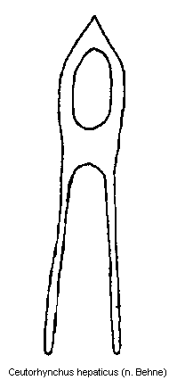 ceutorhynchus_hepaticus.gif