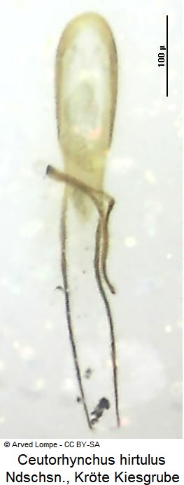 ceutorhynchus_hirtulus.jpg