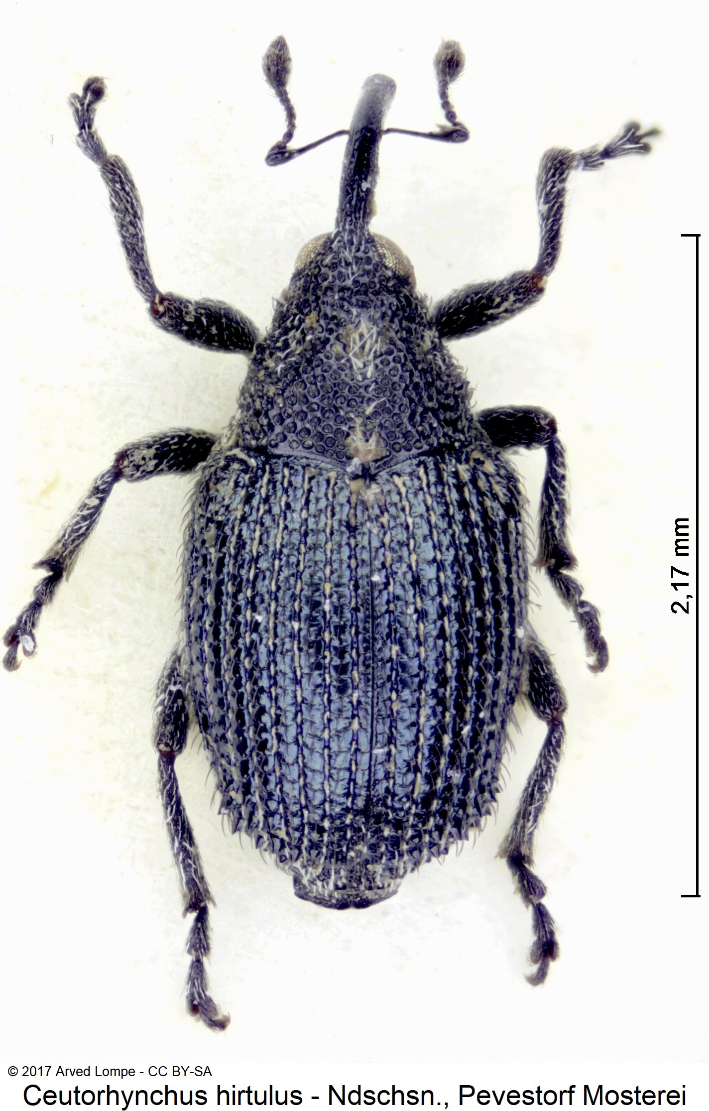 ceutorhynchus_hirtulus_hab.jpg