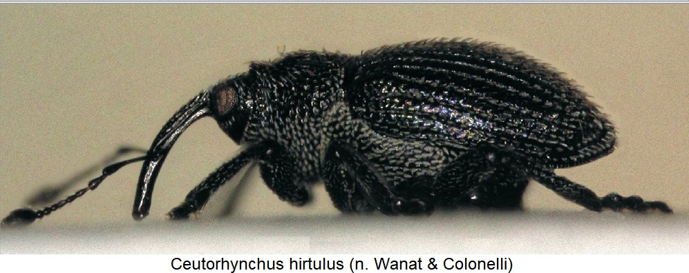 ceutorhynchus_hirtulus_sa.jpg