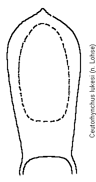 ceutorhynchus_lukesi.gif