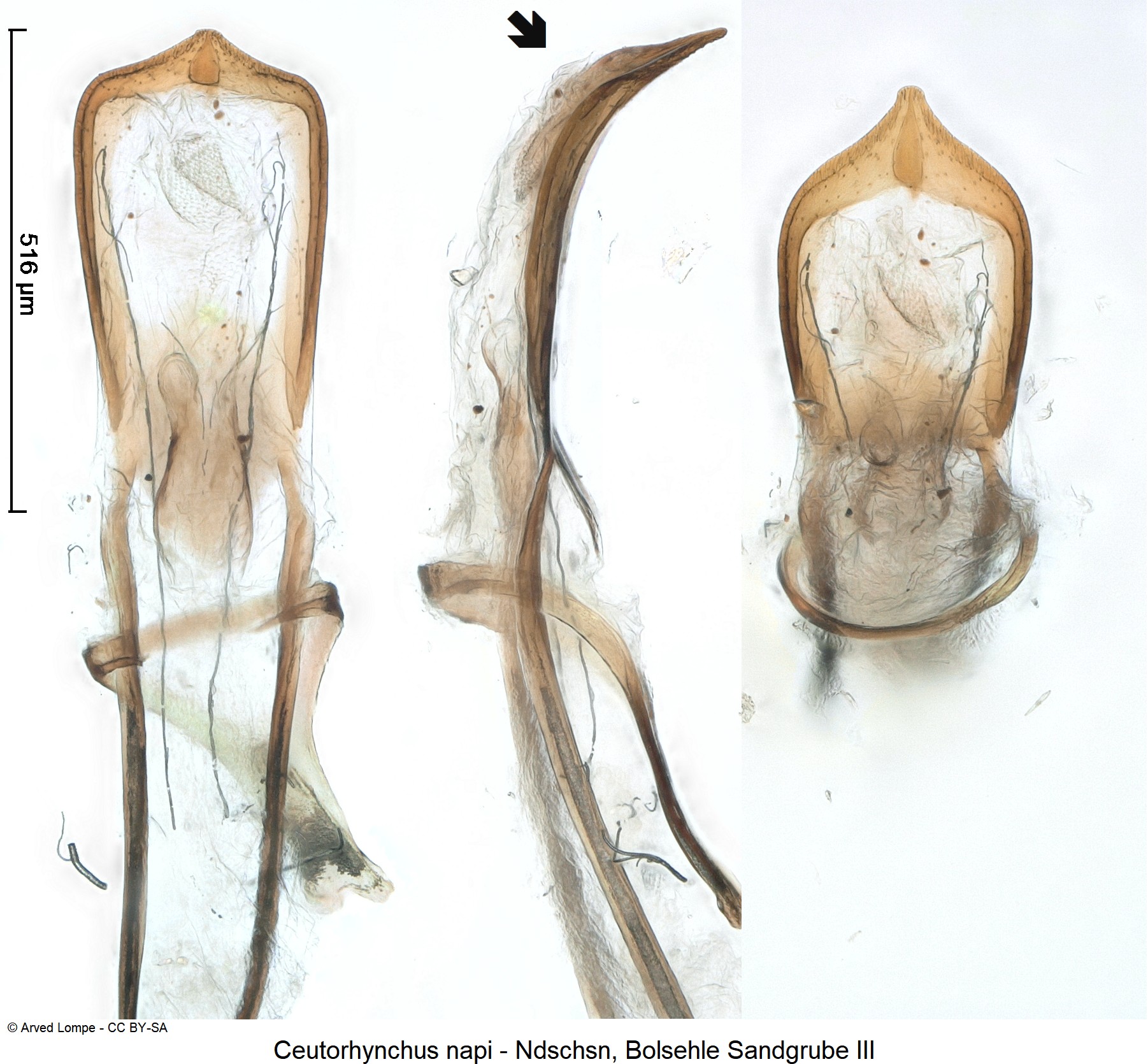 ceutorhynchus_napi_ck31776000.jpg
