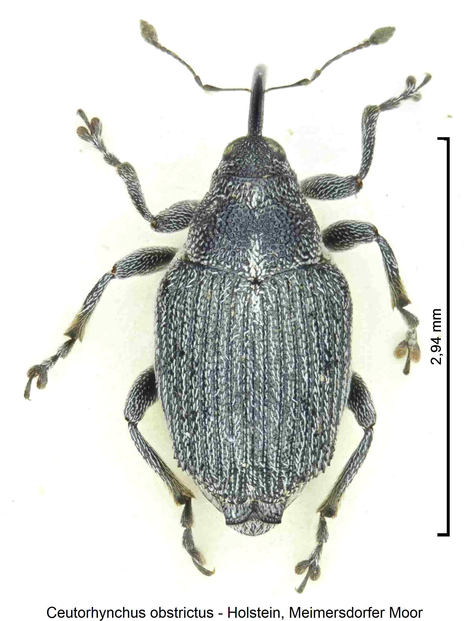 ceutorhynchus_obstrictus_hab2.jpg