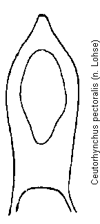 ceutorhynchus_pectoralis.gif