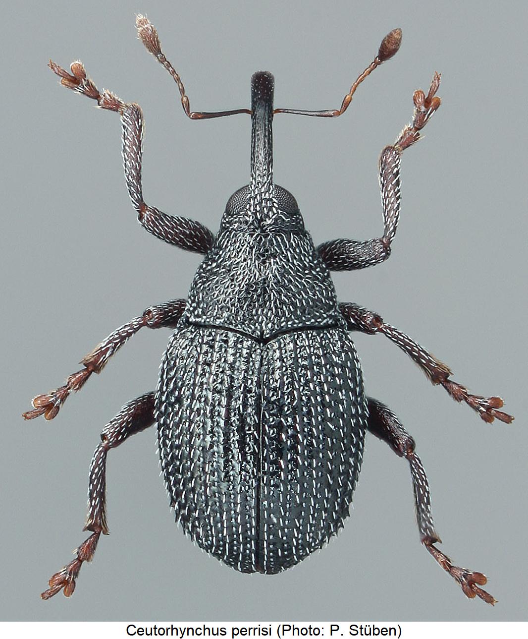 ceutorhynchus_perrisi_hab.jpg