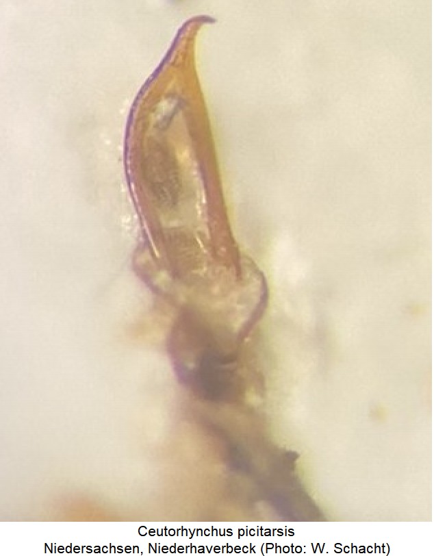 ceutorhynchus_picitarsis-1.jpg