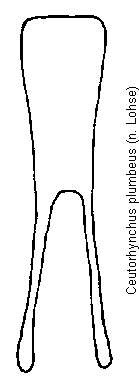 ceutorhynchus_plumbeus.gif