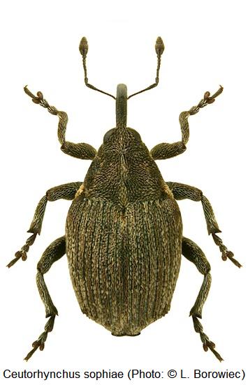 ceutorhynchus_sophiae_hab1.jpg