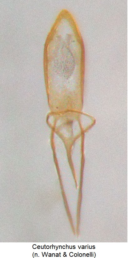 ceutorhynchus_varius.jpg