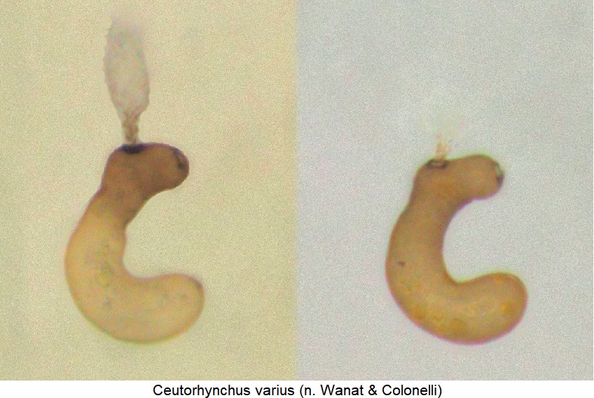 ceutorhynchus_varius_sperm.jpg