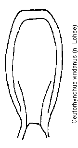 ceutorhynchus_viridanus.gif